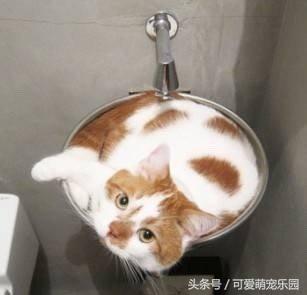 如果抓住猫的尾巴猫会怎么反应,不小心踩到猫咪的尾巴了