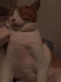 如果抓住猫的尾巴猫会怎么反应,不小心踩到猫咪的尾巴了