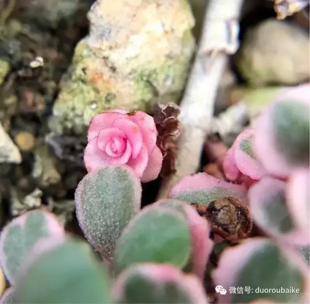 沉浸在花花草草的世界里,沉浸在动物和花海世界中