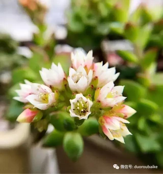 沉浸在花花草草的世界里,沉浸在动物和花海世界中