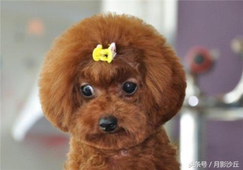 怀孕期间泰迪注意事项,泰迪犬切除子宫后该注意什么