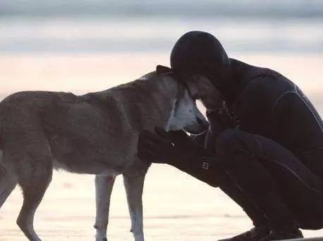 狗狗不懂离别这种复杂的情感,狗狗怎么理解死亡