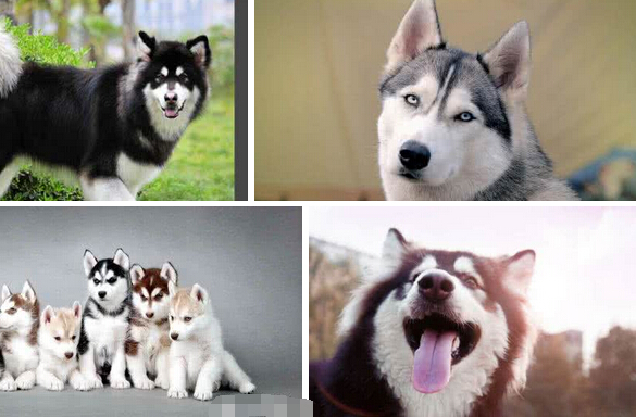 怎么分辨阿拉斯加犬和哈士奇幼犬,阿拉斯加雪橇犬vs西伯利亚哈士奇