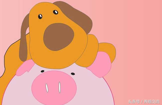 生肖属狗人的属相婚配表,82年属狗婚配禁忌属相