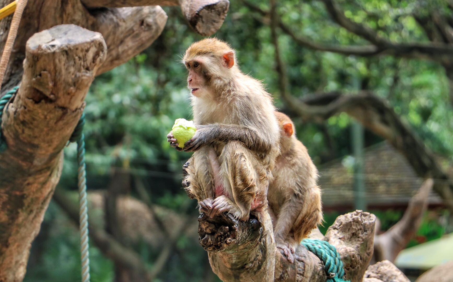一月广州长隆野生动物园游玩攻略,长隆海洋王国不可错过