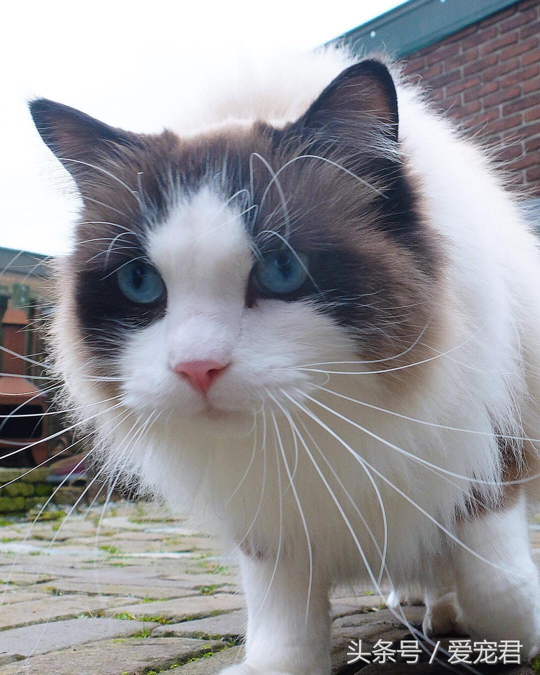 猫咪为什么总是趴在水杯旁边,猫咪为什么总是在桌子角上蹭