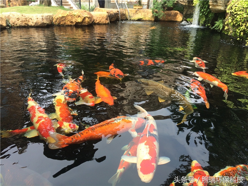 我宁愿化做池塘里的一尾锦鳞,不畏浮云,不惧声色,不问世俗!