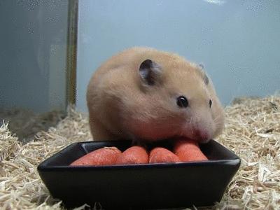 小仓鼠挑战大胃王吃热狗比赛，完胜两脚兽