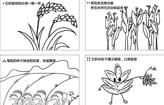 什么!你吃的不是香喷喷的白饭而是鬼稻?浙大科学家解密鬼稻