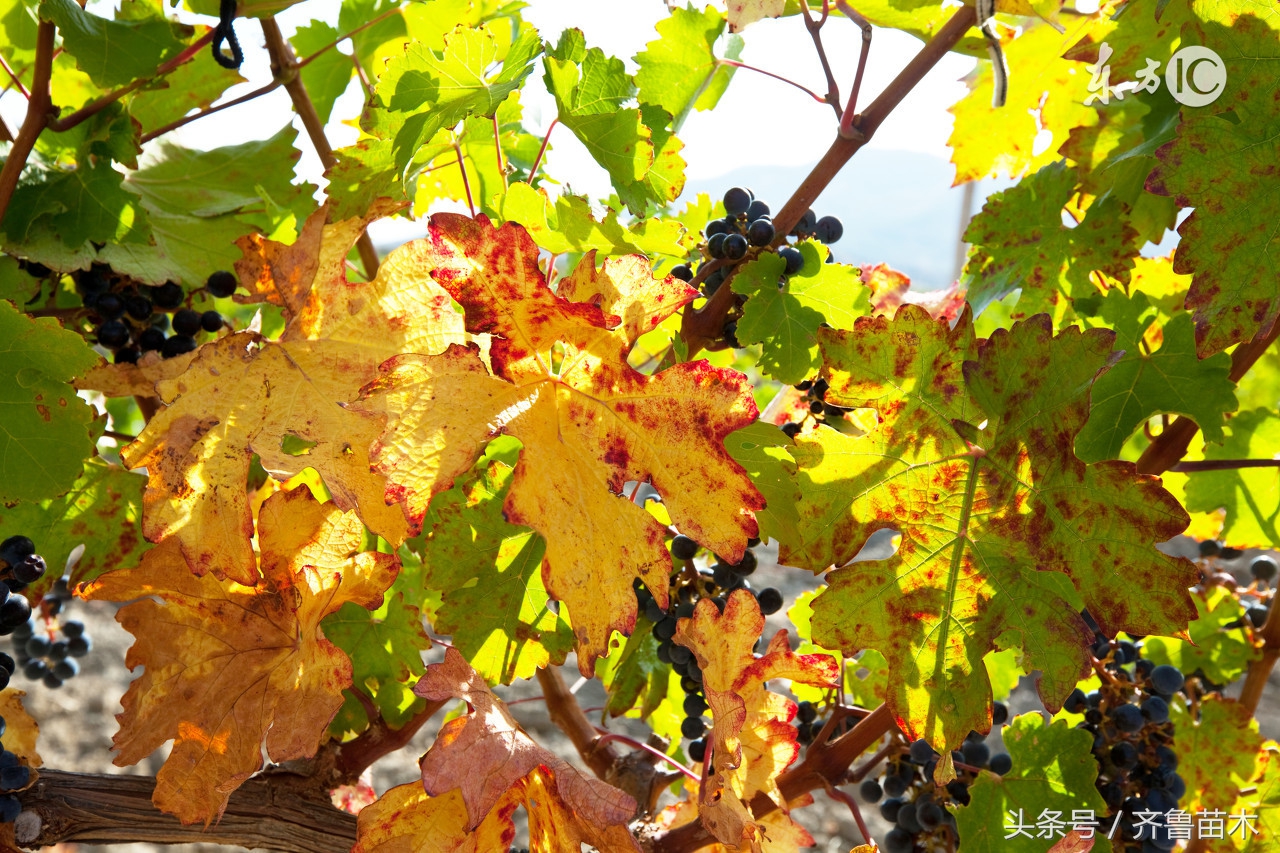 葡萄果粒发软怎么办,葡萄果梗细果粒小怎么办