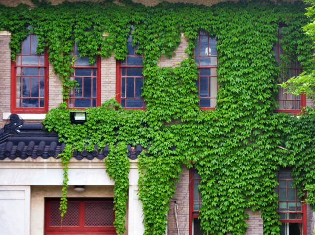 一树一故事｜南大爬山虎百年守望者