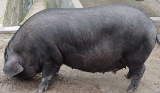 给母猪人工授精,母猪头胎本交与人工授精区别