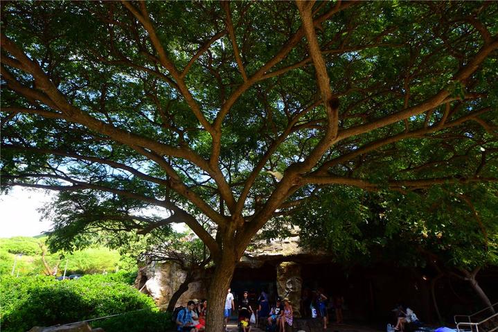 骨灰级探险视频,水上运动场夏威夷maui岛浮潜