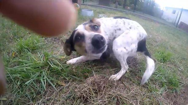 被囚禁多年的狗狗变驼背，放出笼子的那一刻，看哭了很多人！