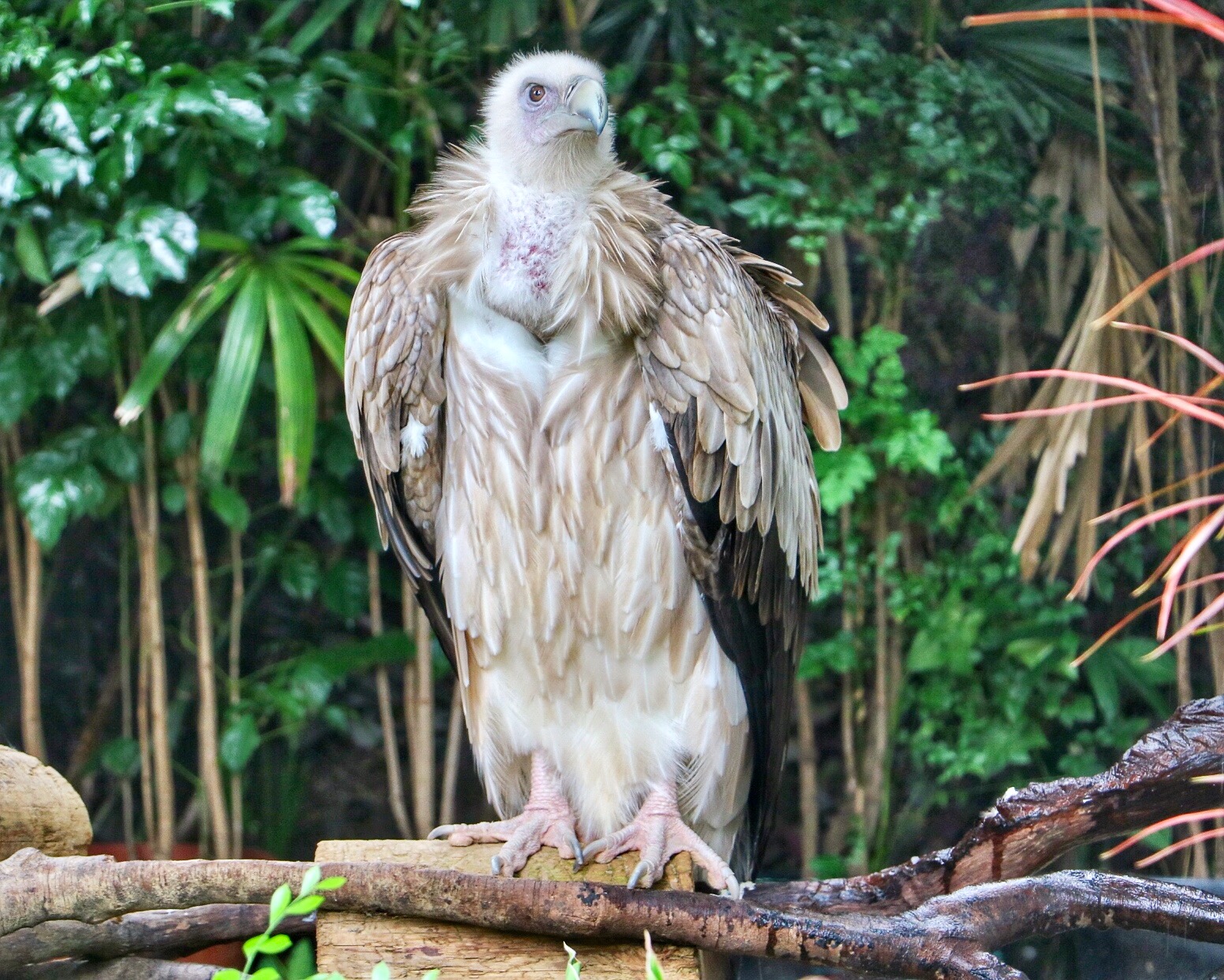一月广州长隆野生动物园游玩攻略,长隆海洋王国不可错过