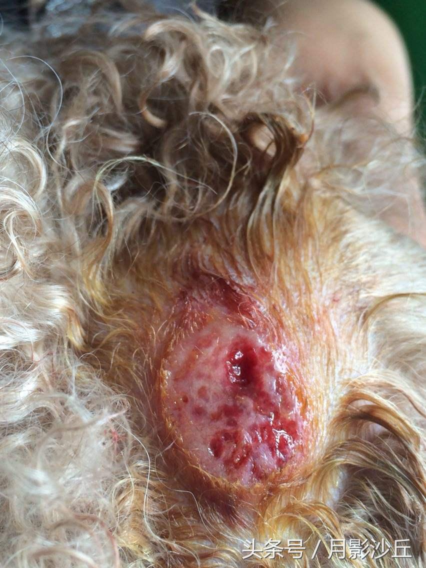 泰迪犬真菌治疗方法,泰迪犬真菌皮肤病治疗