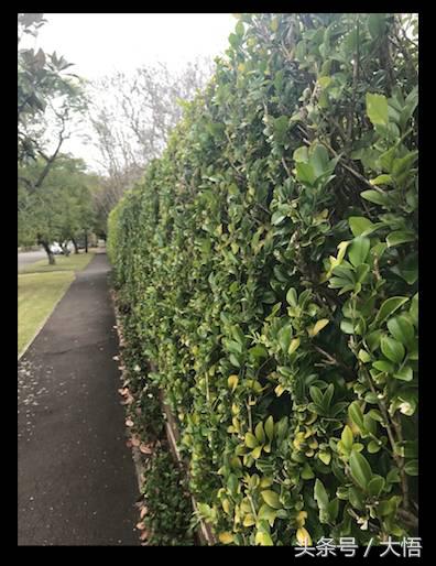 悉尼gordon怎么样,悉尼富人区huntershill