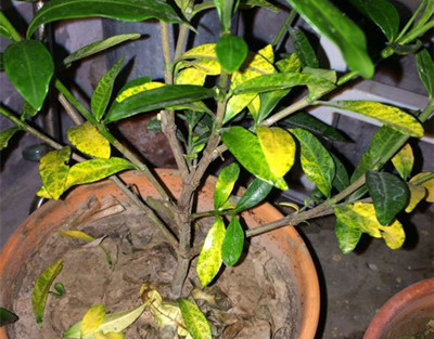 栀子花叶子发黄的解决方法,栀子花叶子发黄了还长虫子怎么办