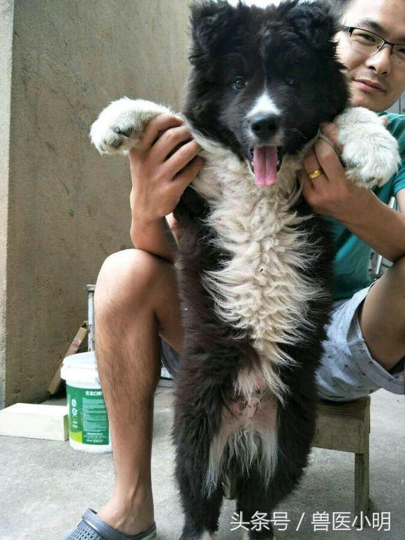 体型小又聪明的串串狗,串串狗的体型为什么比父母大