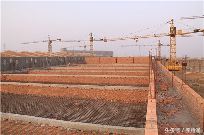 高效猪场和传统猪场区别,如何建设猪场