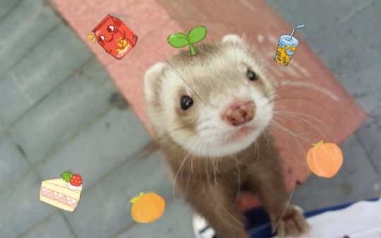 怎么让雪貂变乖,如何跟雪貂玩耍