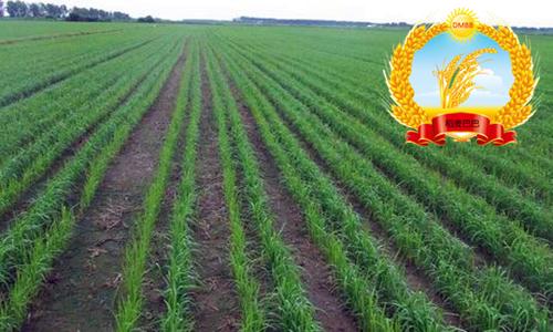 种稻田间杂草如何防治,农民的杂草怎么处理