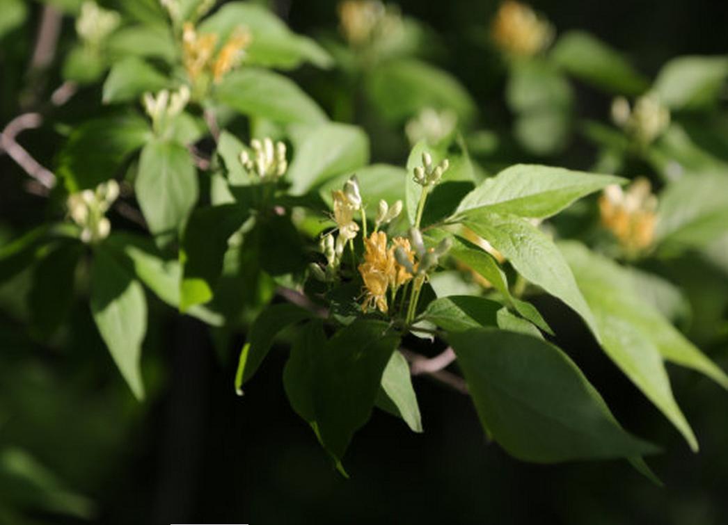男人吃着锅里想着碗里是真爱吗,男人吃着碗里望着锅里的说说