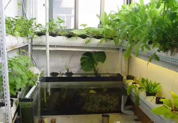 pvc管阳台无土种菜全图解,用pvc管阳台种菜安全吗