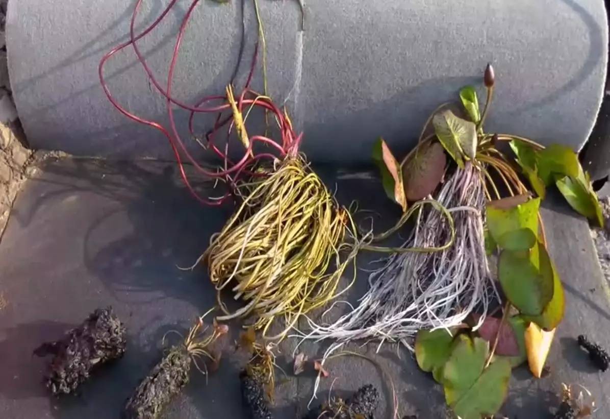 冬天睡莲枯萎了怎么办,睡莲冬天在屋里能开花吗