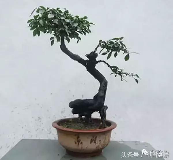 盆景悬根露爪美不胜收