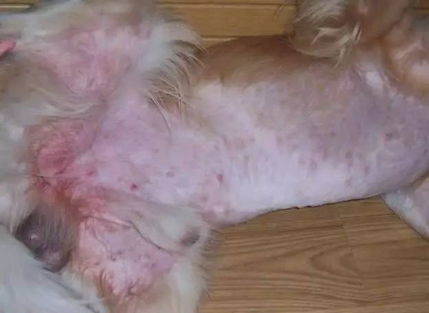 宠物皮肤病怎么治疗最有效,宠物医院如何治疗宠物皮肤病