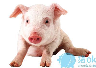 独家编译：如何治疗新生仔猪贫血