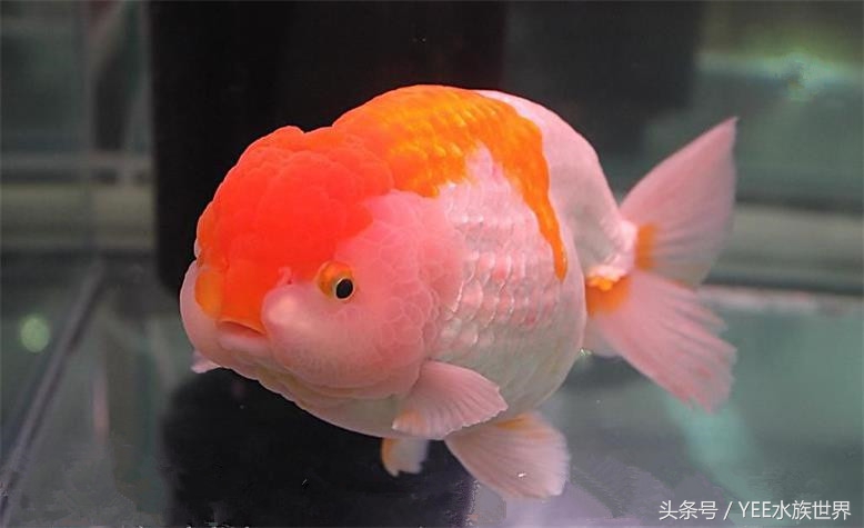 养金鱼的水有寄生虫吗,养的金鱼为何总是起白点