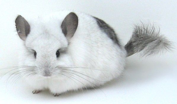 龙猫刚到家怎么养龙猫亲近自己,龙猫怎么养龙猫吃什么