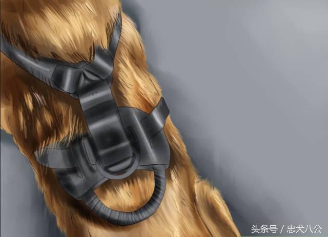 训练狗狗看其他狗不激动,训练狗狗眼睛看着我