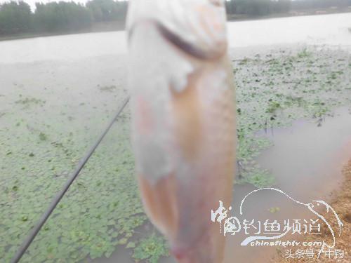 野河深秋降温后钓鲫鱼,冬钓鲫阴雨天怎样钓