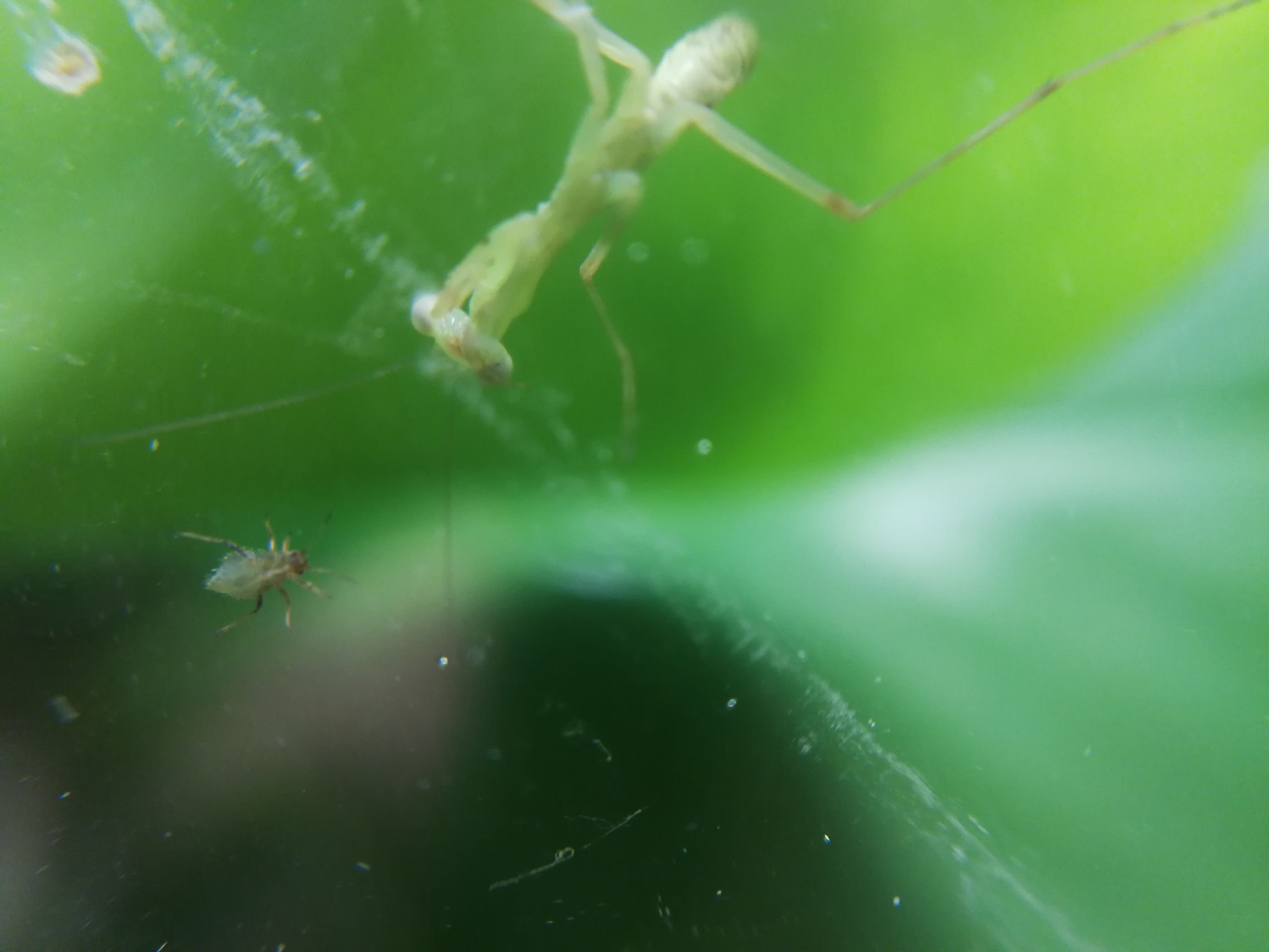 你见过迷你小螳螂吗,小螳螂吃小虫子吗