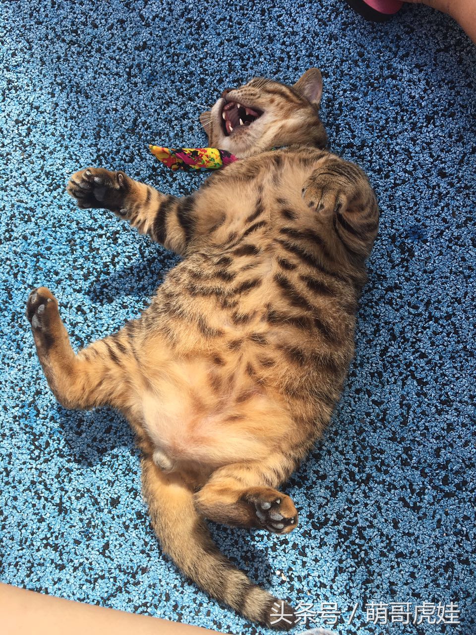 铲屎的带5只小肥猫跑步，跑了一圈回来发现喵星人居然还在原地