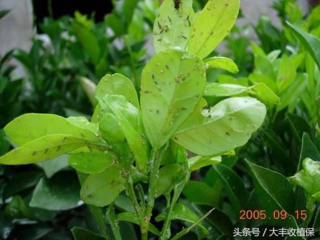 黄龙病无药可治!学会这三招,让黄龙病无处遁形