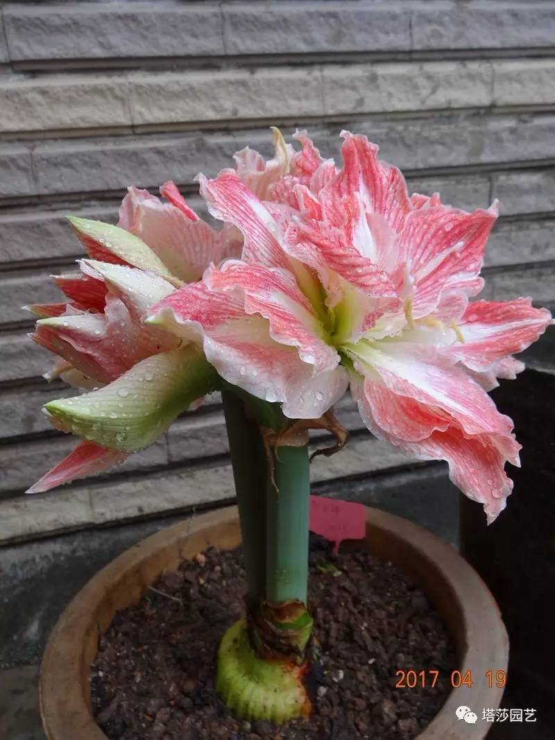 小城花事，泥土中滋生的花园梦