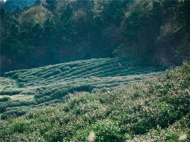 南京江宁最好十大民宿,江宁大学城奶油风民宿