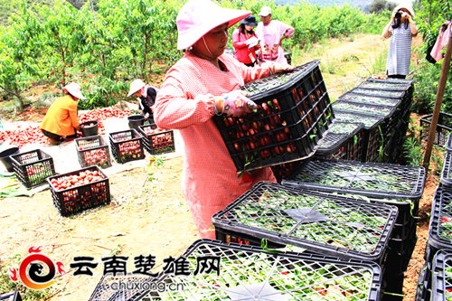 牟定安乐乡的山坡上有片“红果果”