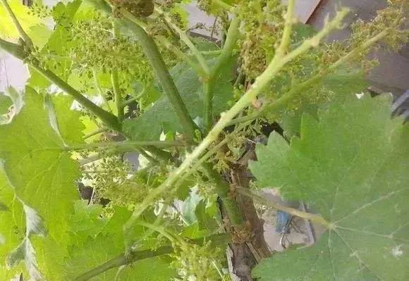 哪个品种的葡萄不易落花落果,葡萄落花落果用什么药