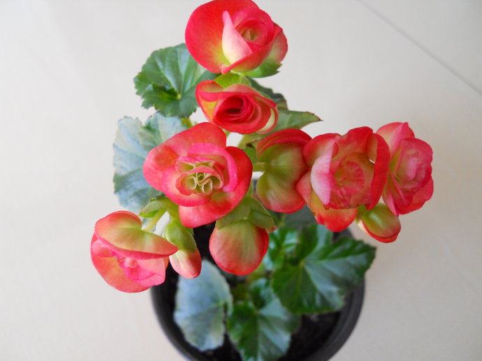 丽格海棠烂叶子怎么处理,丽格海棠叶片有褐色斑点怎么办