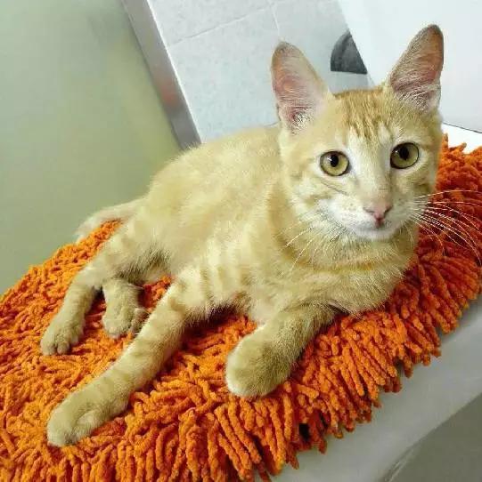 上海宠物领养阿拉斯加,上海宠物领养活动