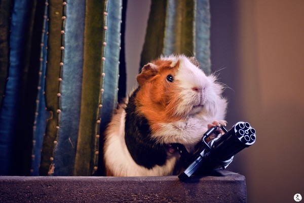 不小心把仓鼠害死了,小仓鼠吃什么对身体好