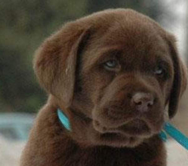 拉布拉多幼犬多少钱一只正宗的,拉布拉多正宗幼犬价格多少钱一只