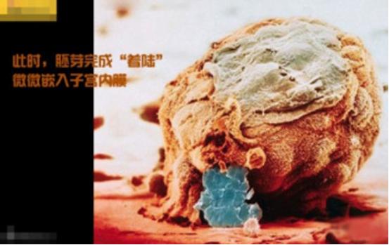 真实拍摄人类胚胎发育过程,10张图带你了解孕育全过程