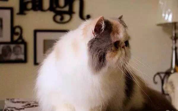 广州宠物咖啡馆,广州宠物咖啡厅推荐