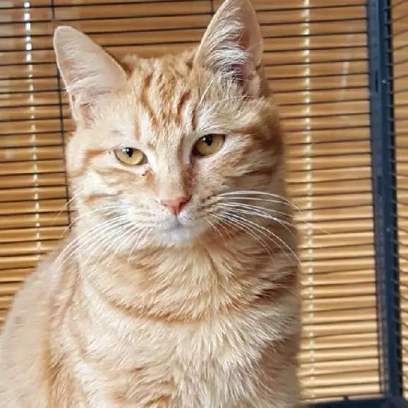 上海宠物领养阿拉斯加,上海宠物领养活动